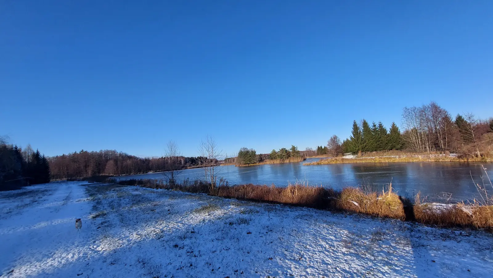 Obraz o orientacji poziomej ukazuje zimowy krajobraz ze stawem w roli głównej pod bezchmurnym, intensywnie błękitnym niebem. Pierwszy plan zajmuje ośnieżona ścieżka biegnąca wzdłuż brzegu, na której widać małego psa idącego w stronę tafli wody. Brzeg zbiornika porasta wysoka, brązowa trawa i trzciny, a w oddali widać linię lasu z mieszanką drzew iglastych i liściastych. Powierzchnia stawu jest częściowo zamarznięta, tworząc gładką, ciemną taflę, w której odbija się pogodne niebo. Cała kompozycja jest szeroka i otwarta, oddająca spokój mroźnego, słonecznego dnia w wiejskim otoczeniu.