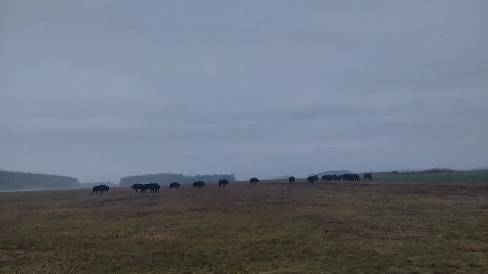 Zdjęcie wykonane w orientacji poziomej o proporcjach boków 16:9 przedstawia rozległy, otwarty krajobraz z dużym stadem żubrów pasących się na trawiastym polu. Dominującym elementem kompozycji jest szeroki horyzont oraz przytłaczające, zachmurzone niebo w odcieniach szarości, które zajmuje większą część kadru. W dolnej części obrazu widoczna jest brunatna, jesienna lub wczesnowiosenna murawa, na tle której sylwetki zwierząt rysują się jako ciemne, kontrastujące plamy. W tle, na skraju pola, majaczy niewyraźna linia lasu, która podkreśla głębię i przestronność terenu. Całość utrzymana jest w spokojnej, stonowanej kolorystyce, budując atmosferę dzikiej przyrody w naturalnym, niemal mglistym świetle dnia.