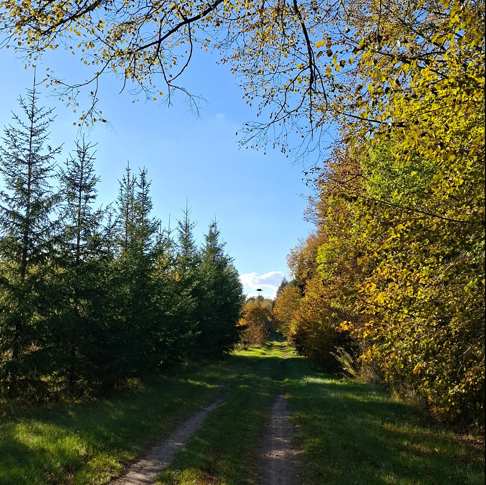 Zdjęcie wykonane w formacie kwadratu przedstawia sielski, wiejski krajobraz z polną drogą biegnącą przez środek kompozycji. Po lewej stronie widać równe rzędy młodych, zielonych świerków, natomiast po prawej stronie ścieżkę otaczają gęste drzewa liściaste o złotych, jesiennych barwach. Głębia obrazu prowadzi wzrok w stronę horyzontu, gdzie na niewielkim wzniesieniu majaczy słup z bocianim gniazdem na szczycie. Całość skąpana jest w jasnym, słonecznym świetle błękitnego nieba, a charakterystyczne gałęzie zwisające z góry tworzą naturalną ramę dla całej sceny. Jest to urokliwy widok jesiennej przyrody, idealny do projektów związanych z ekoturystyką, naturą lub spokojnym wypoczynkiem na wsi.